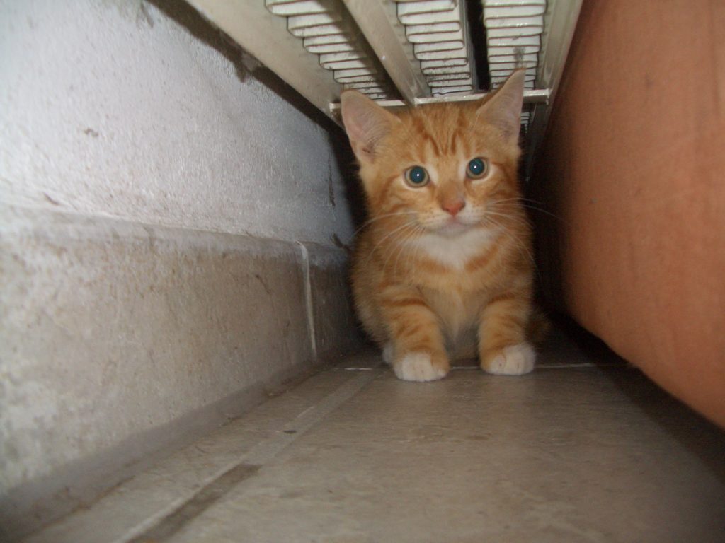 Mein Kater Theo als Kitten. Versteckt zwischen Sofa und Wand, über ihm die Heizung. 